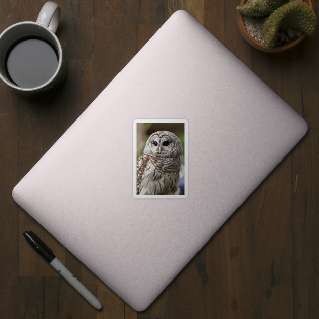 Barred Owl Portrait by dalekincaid